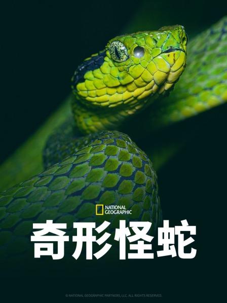 果冻视频《奇形怪蛇》免费在线观看